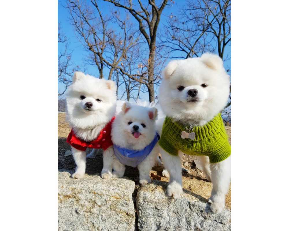 반려견 동반가능